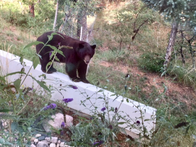 Bear3.jpg